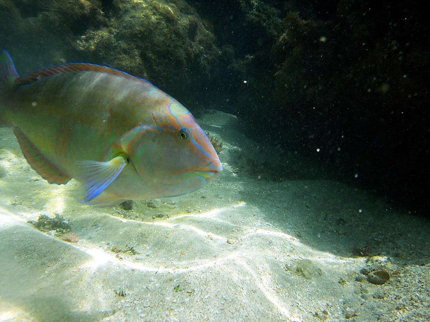 Peixe-papagaio nas piscinas naturais de Maragogi