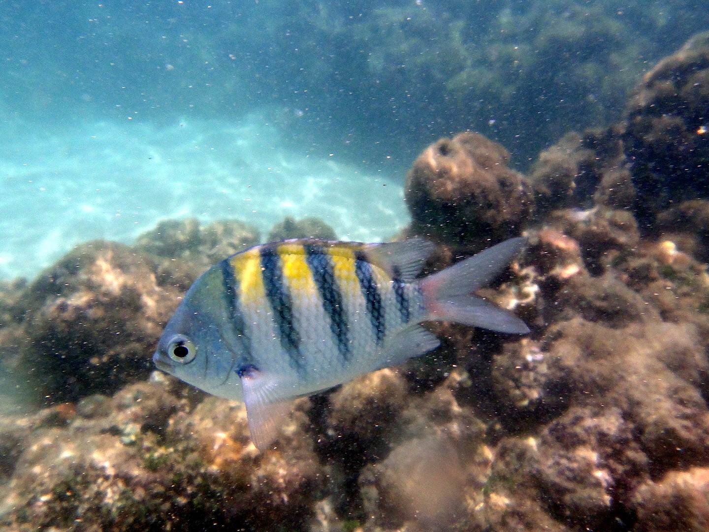 Cardume de peixes-sargento nos recifes de Maragogi