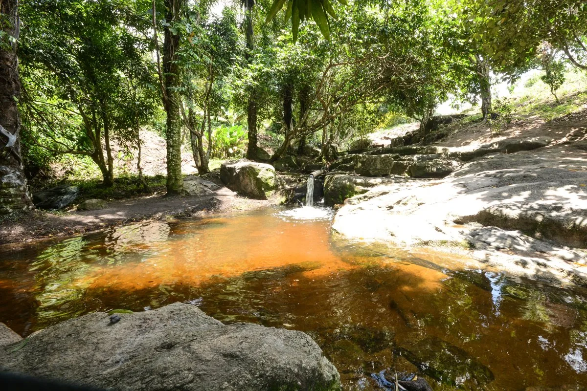 Riacho e mata na Trilha do Visgueiro, em Maragogi